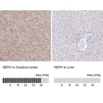 Merck Anti-NEFH antibody produced in rabbit