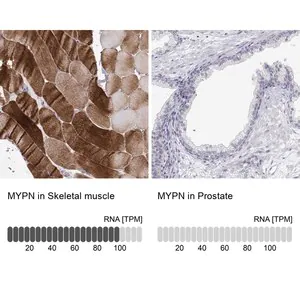 Merck Anti-MYPN antibody produced in rabbit