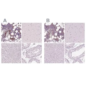 Merck Anti-MPO antibody produced in rabbit