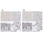 Merck Anti-MPHOSPH10 antibody produced in rabbit