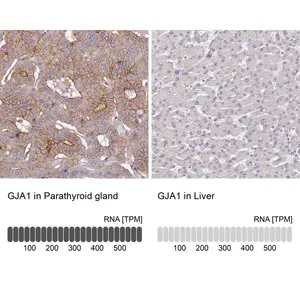 Merck Anti-GJA1 antibody produced in rabbit