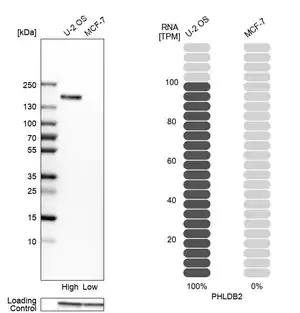Merck Anti-PHLDB2 antibody produced in rabbit