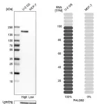 Merck Anti-PHLDB2 antibody produced in rabbit