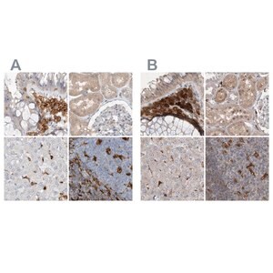 Merck Anti-NAGK antibody produced in rabbit