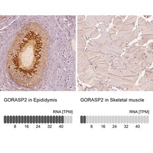 Merck Anti-GORASP2 antibody produced in rabbit
