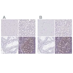Merck Anti-IKZF1 antibody produced in rabbit