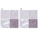 Merck Anti-IKZF1 antibody produced in rabbit