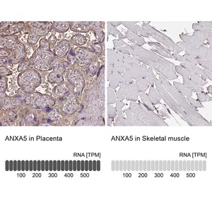 Merck Anti-ANXA5 antibody produced in rabbit
