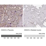 Merck Anti-ANXA5 antibody produced in rabbit