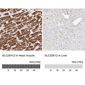 Merck Anti-SLC25A12 antibody produced in rabbit