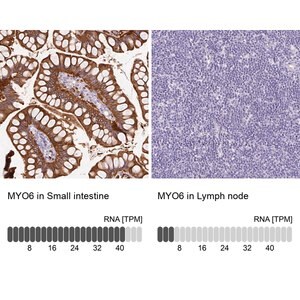Merck Anti-MYO6 antibody produced in rabbit