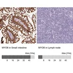 Merck Anti-MYO6 antibody produced in rabbit