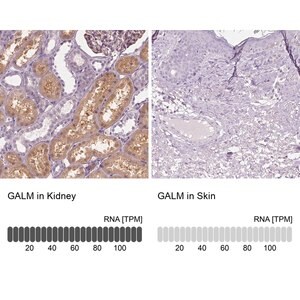 Merck Anti-GALM antibody produced in rabbit