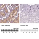 Merck Anti-GALM antibody produced in rabbit