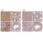 Merck Anti-ADD1 antibody produced in rabbit
