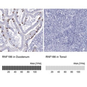 Merck Anti-RNF186 antibody produced in rabbit