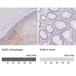 Merck Anti-KLK8 antibody produced in rabbit