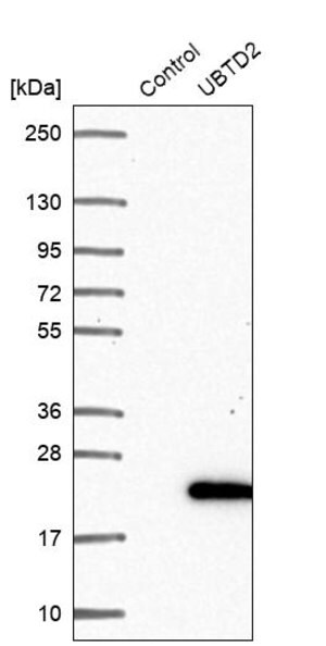 Merck Anti-UBTD2 antibody produced in rabbit