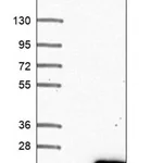 Merck Anti-UBTD2 antibody produced in rabbit