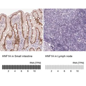 Merck Anti-HNF1A antibody produced in rabbit