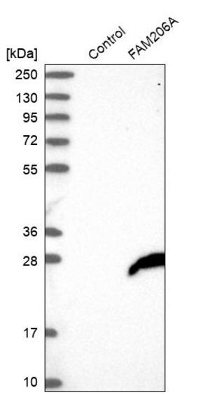 Merck Anti-FAM206A antibody produced in rabbit