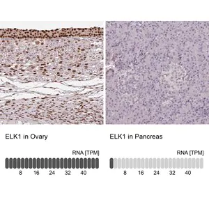 Merck Anti-ELK1 antibody produced in rabbit