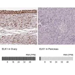 Merck Anti-ELK1 antibody produced in rabbit