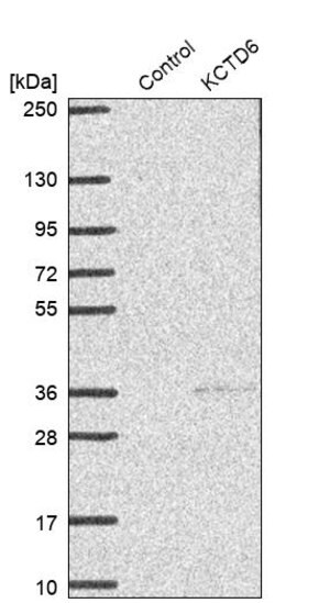 Merck Anti-KCTD6 antibody produced in rabbit