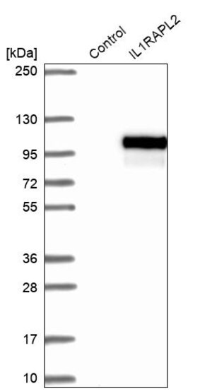 Merck Anti-IL1RAPL2 antibody produced in rabbit