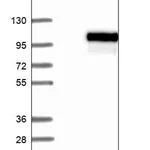 Merck Anti-IL1RAPL2 antibody produced in rabbit