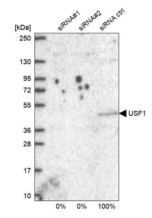 Merck Anti-USF1 antibody produced in rabbit