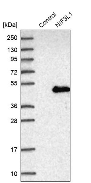 Merck Anti-NIF3L1 antibody produced in rabbit