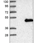 Merck Anti-NIF3L1 antibody produced in rabbit