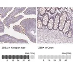 Merck Anti-ZBBX antibody produced in rabbit