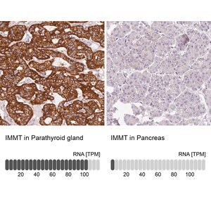 Merck Anti-IMMT antibody produced in rabbit