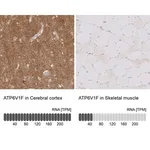 Merck Anti-ATP6V1F antibody produced in rabbit