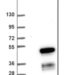 Merck Anti-HELT antibody produced in rabbit