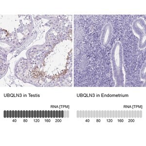 Merck Anti-UBQLN3 antibody produced in rabbit