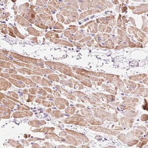 Merck Anti-IMMT antibody produced in rabbit