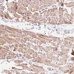 Merck Anti-IMMT antibody produced in rabbit