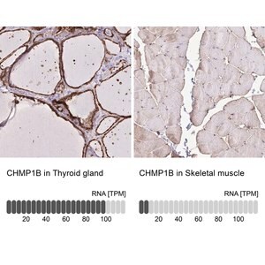 Merck Anti-CHMP1B antibody produced in rabbit