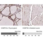 Merck Anti-CHMP1B antibody produced in rabbit