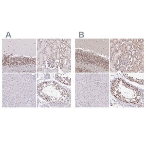 Merck Anti-SIN3A antibody produced in rabbit
