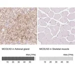 Merck Anti-MCOLN3 antibody produced in rabbit