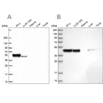 Merck Anti-RCN1 antibody produced in rabbit