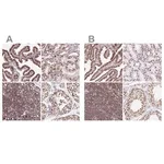 Merck Anti-XRCC6 antibody produced in rabbit