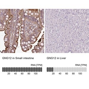 Merck Anti-GNG12 antibody produced in rabbit