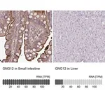 Merck Anti-GNG12 antibody produced in rabbit