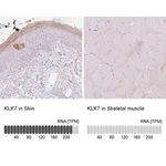 Merck Anti-KLK7 antibody produced in rabbit