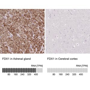 Merck Anti-FDX1 antibody produced in rabbit